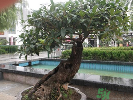 桂花可以放在臥室嗎？桂花放在臥室好嗎？