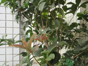 桂花可以放在臥室嗎？桂花放在臥室好嗎？