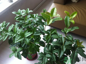 桂花可以放在臥室嗎？桂花放在臥室好嗎？