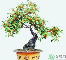 桂花樹可以種在室內(nèi)嗎？桂花樹適合在室內(nèi)嗎？