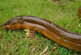 野生黃鱔和養(yǎng)殖黃鱔的區(qū)別？黃鱔野生怎么區(qū)分？