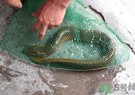 野生黃鱔和養(yǎng)殖黃鱔的區(qū)別？黃鱔野生怎么區(qū)分？