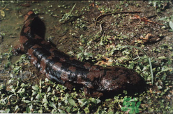 野生娃娃魚(yú)多少錢一斤？野生娃娃魚(yú)多少錢一條？