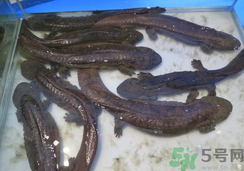 野生娃娃魚(yú)多少錢一斤？野生娃娃魚(yú)多少錢一條？