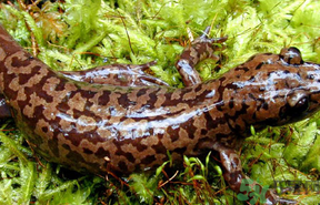 野生娃娃魚(yú)多少錢一斤？野生娃娃魚(yú)多少錢一條？