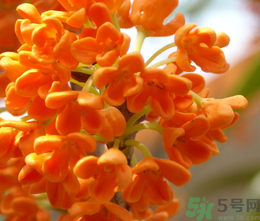 桂花和茶葉能一起泡嗎？桂花能和茶葉一起泡嗎？