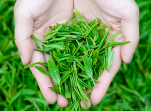 桂花和茶葉能一起泡嗎？桂花能和茶葉一起泡嗎？