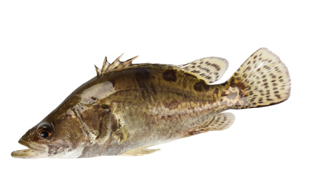 怎樣吃魚最有營養(yǎng)？喝魚湯會致高脂血癥嗎？