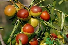 冬棗能放多久？冬棗的儲存方法有哪些？