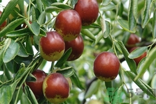 冬棗能泡茶喝嗎？泡茶喝用干冬棗好還是新鮮冬棗好？