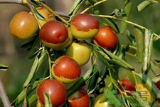 冬棗能泡茶喝嗎？泡茶喝用干冬棗好還是新鮮冬棗好？