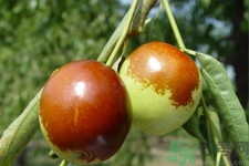 沾化冬棗能放幾天？沾化冬棗怎么儲存比較好？