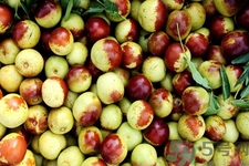 沾化冬棗好吃嗎？沾化冬棗一代與沾化冬棗二代有什么區(qū)別？