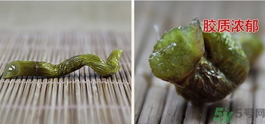 鐵皮楓斗怎么吃？鐵皮楓斗功效與作用