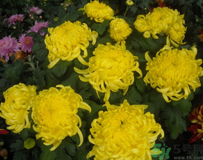 新鮮菊花怎么曬干？新鮮菊花怎么處理？