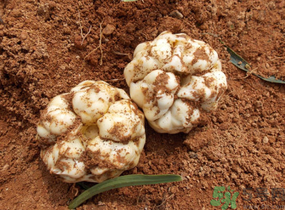 鮮百合怎么保存？新鮮百合可以放多久？