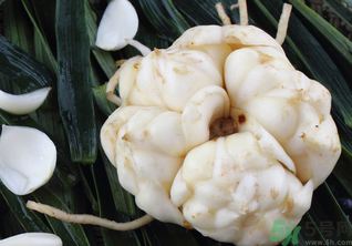 新鮮百合可以放冰箱嗎？鮮百合可以冷凍嗎？