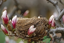 正宗燕窩怎么分辨?燕窩怎么分辨真假 正宗燕窩怎么分辨?燕窩怎么分辨真假