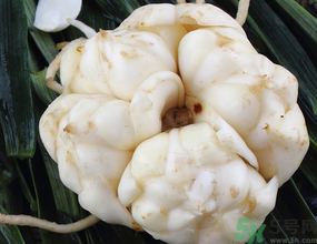 新鮮百合有苦味能吃嗎？鮮百合怎么去苦味？