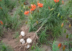 新鮮百合什么時(shí)候上市？鮮百合什么時(shí)候上市？