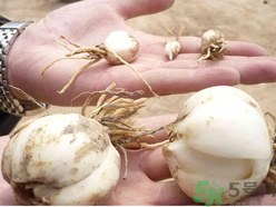 新鮮百合什么時(shí)候上市？鮮百合什么時(shí)候上市？