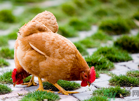 三黃雞多少錢一斤？三黃雞多少錢一只？