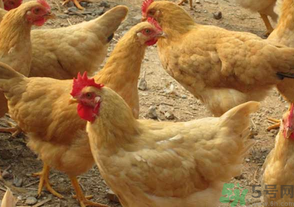 三黃雞多少錢一斤？三黃雞多少錢一只？