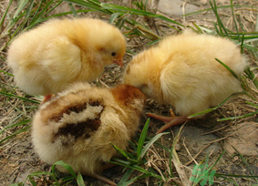 三黃雞多少錢一斤？三黃雞多少錢一只？