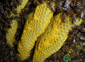 野蜂蜜多少錢(qián)一斤？土蜂蜜多少錢(qián)一斤？