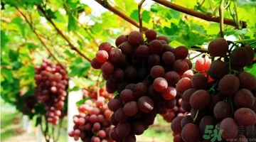 吃紅提會上火嗎？怎樣吃紅提不上火？