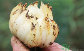 新鮮百合可以生吃嗎？新鮮百合能吃嗎？