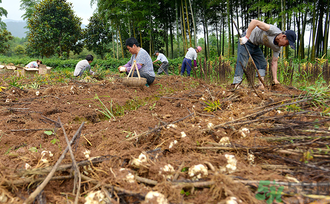 新鮮百合可以生吃嗎？新鮮百合能吃嗎？