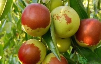 冬棗洗了可以放冰箱嗎？冬棗放冰箱好還是不放冰箱好？