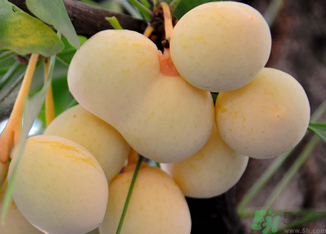 新鮮銀杏果怎么處理？新鮮銀杏果怎么去皮？