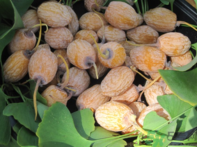 新鮮銀杏果怎么處理？新鮮銀杏果怎么去皮？