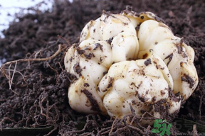 孕婦能吃新鮮百合嗎？孕婦可以吃鮮百合嗎？