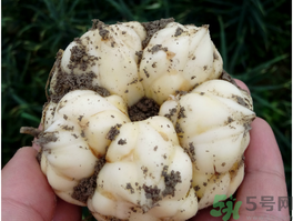 孕婦能吃新鮮百合嗎？孕婦可以吃鮮百合嗎？