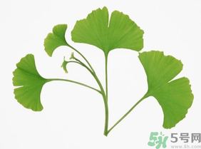 新鮮銀杏葉能泡水喝嗎？鮮銀杏葉能直接泡水嗎？