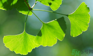 新鮮銀杏葉能泡水喝嗎？鮮銀杏葉能直接泡水嗎？