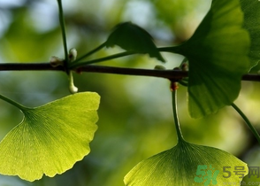 新鮮銀杏葉能泡水喝嗎？鮮銀杏葉能直接泡水嗎？