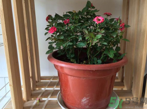 月季花可以放在室內(nèi)嗎？月季花放在室內(nèi)好嗎？