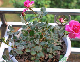 月季花可以放在室內(nèi)嗎？月季花放在室內(nèi)好嗎？