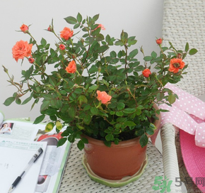 月季花可以放在室內(nèi)嗎？月季花放在室內(nèi)好嗎？