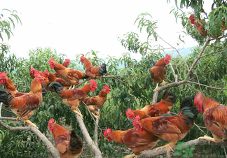 三黃雞是什么雞？三黃雞是公雞還是母雞？