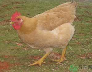 三黃雞是什么雞？三黃雞是公雞還是母雞？