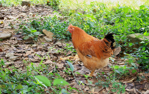 三黃雞是什么雞？三黃雞是公雞還是母雞？