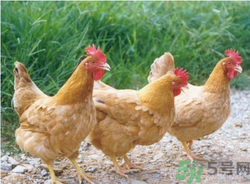 三黃雞是什么雞？三黃雞是公雞還是母雞？