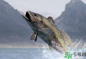 秋天釣魚用什么打窩？秋天釣鯉魚用什么打窩？