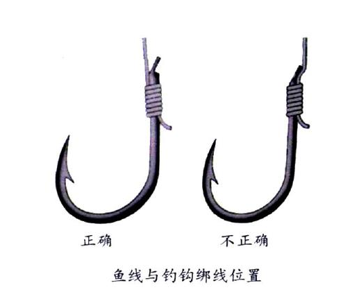 釣鯉魚(yú)用幾號(hào)鉤？釣鯉魚(yú)用什么鉤？