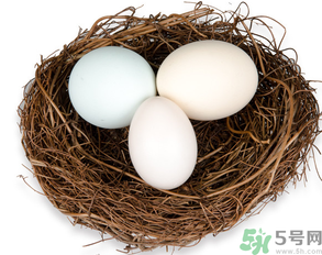 鴿子蛋可以放冰箱嗎？鴿子蛋放冰箱可以放多久？